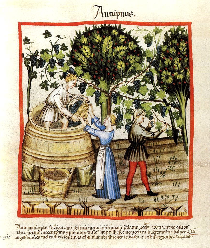 grape harvest and wine making in Middle Ages