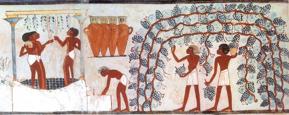 grape harvest and wine making in ancient Egypt